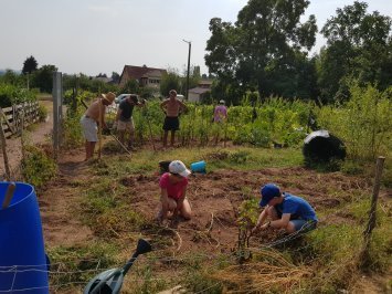 Entretien et récolte des pommes de terre